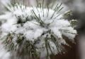 IMG_7606 snow covered pine needles